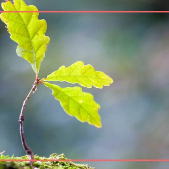 Grow Trees From Saplings