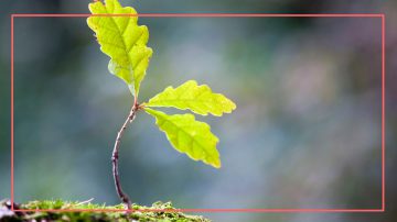 Grow Trees From Saplings