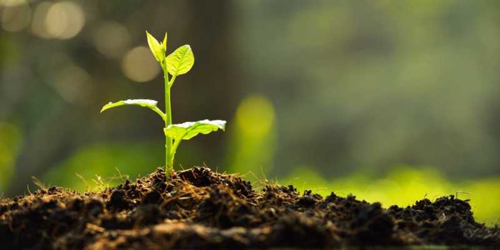 Poumai Naga Women’s Union observes Raising Day by planting trees