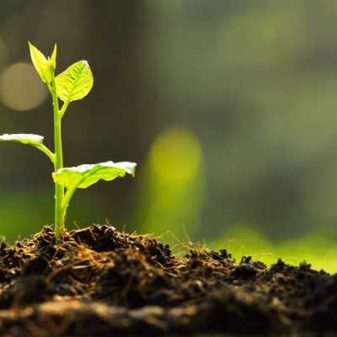 Poumai Naga Women’s Union observes Raising Day by planting trees