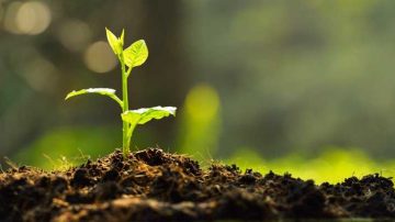Poumai Naga Women’s Union observes Raising Day by planting trees