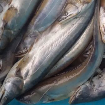 Local Sareng to debut in Fish Fair 2022