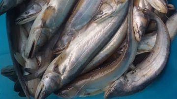Local Sareng to debut in Fish Fair 2022