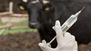 cattle vaccination