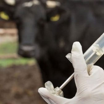Mass cattle vaccination held