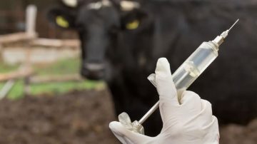Mass cattle vaccination held