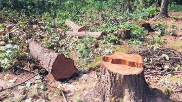 How cinema can play its part on the climate change stage