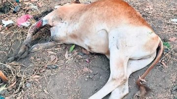 Fear grips farmers as unknown disease claims cattle