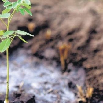 AI in the search for earth-like ecology