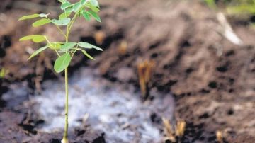 AI in the search for earth-like ecology