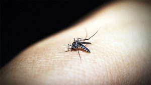 Nagaland sees decreasing rend in Malaria cases