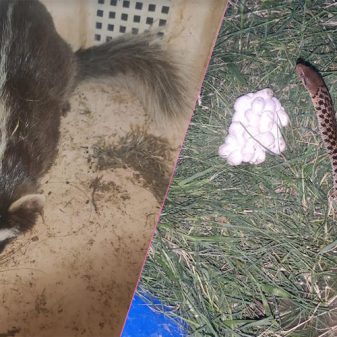PFA rescues rare Chinese Ferret Badger