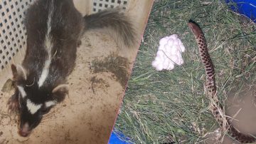 PFA rescues rare Chinese Ferret Badger