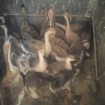 Man nabbed with stolen geese