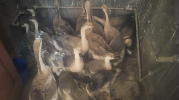 Man nabbed with stolen geese