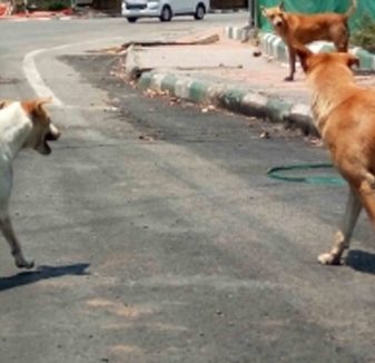 India’s first animal birth control centre set up in Uttar Pradesh