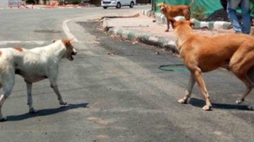 India’s first animal birth control centre set up in Uttar Pradesh