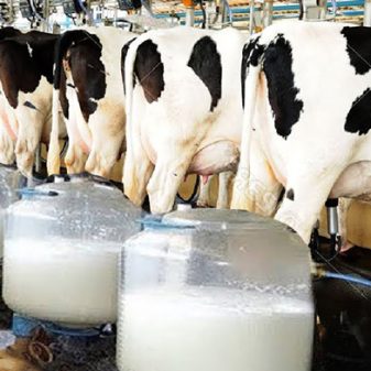 A Tech Driven Approach for Improving Dairy Farm Profitability