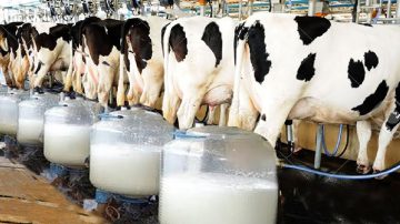 A Tech Driven Approach for Improving Dairy Farm Profitability