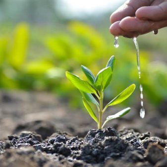 Plantation drive held at Senjam Chirang