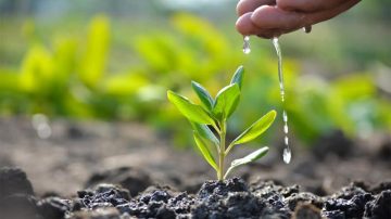 Plantation drive held at Senjam Chirang