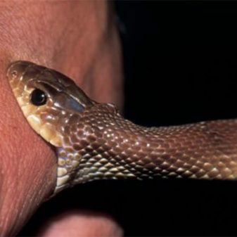 AR saves snake bite victim