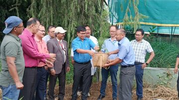 Varied utilisation of bamboo underlined