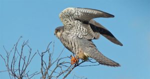 Amur falcon