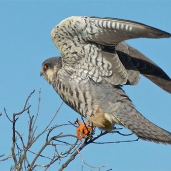 Tamenglong gears up to welcome Amur falcon, winged guests