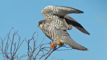 Tamenglong gears up to welcome Amur falcon, winged guests