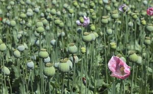 Myanmar overtakes Afghanistan as worlds biggest opium producer UN