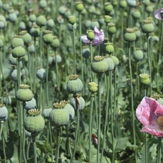 Myanmar overtakes Afghanistan as world’s biggest opium producer UN