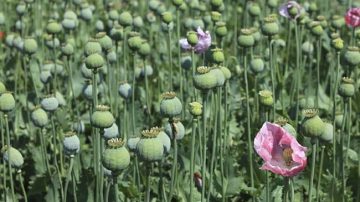 Myanmar overtakes Afghanistan as world’s biggest opium producer UN